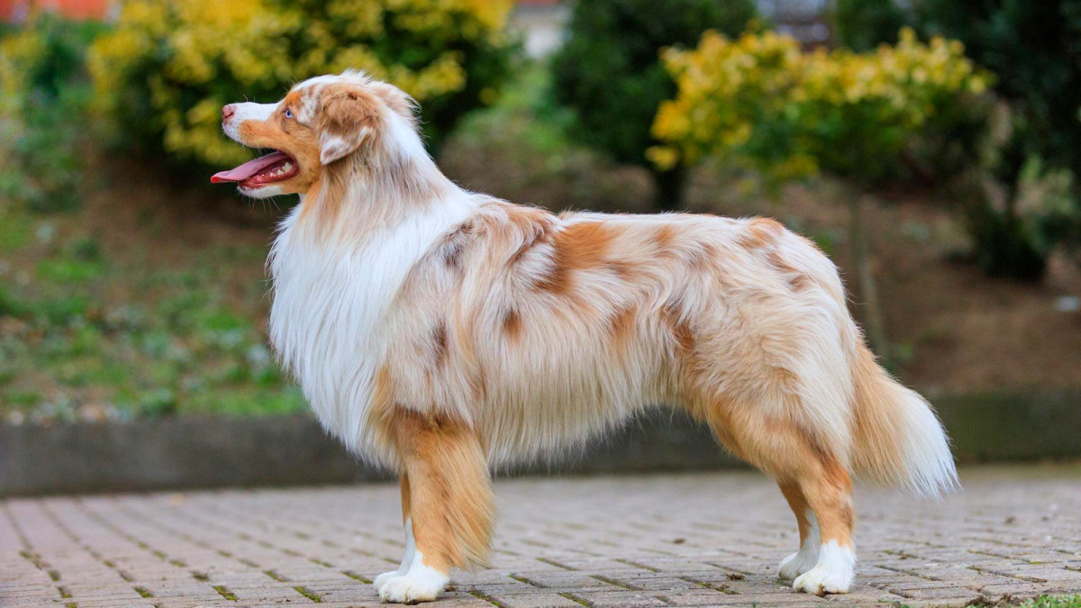 The Versatile Miniature Australian Shepherd: A Comprehensive Guide to Their Nature and Care